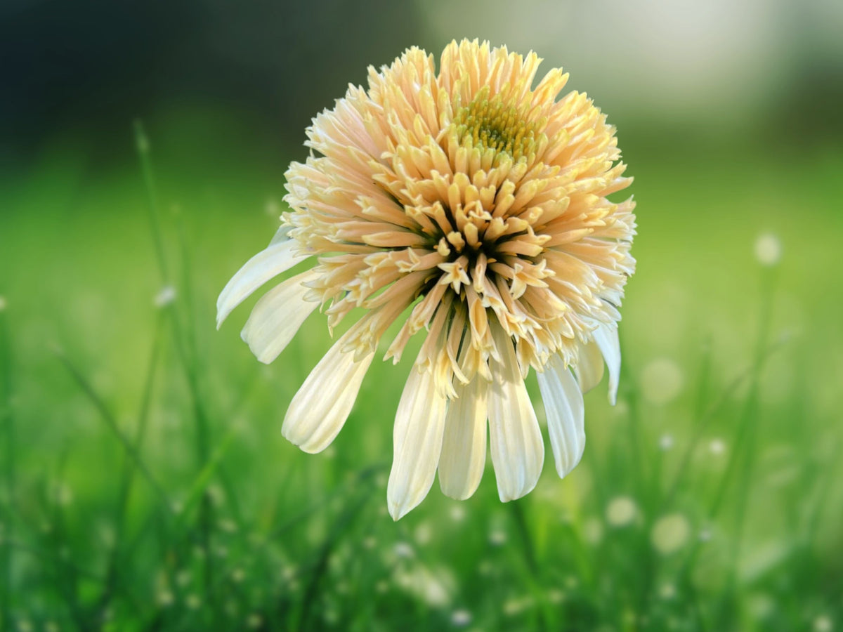 50 Lemon Cream Coneflower Seeds - Echinacea Perennial Flower Seeds