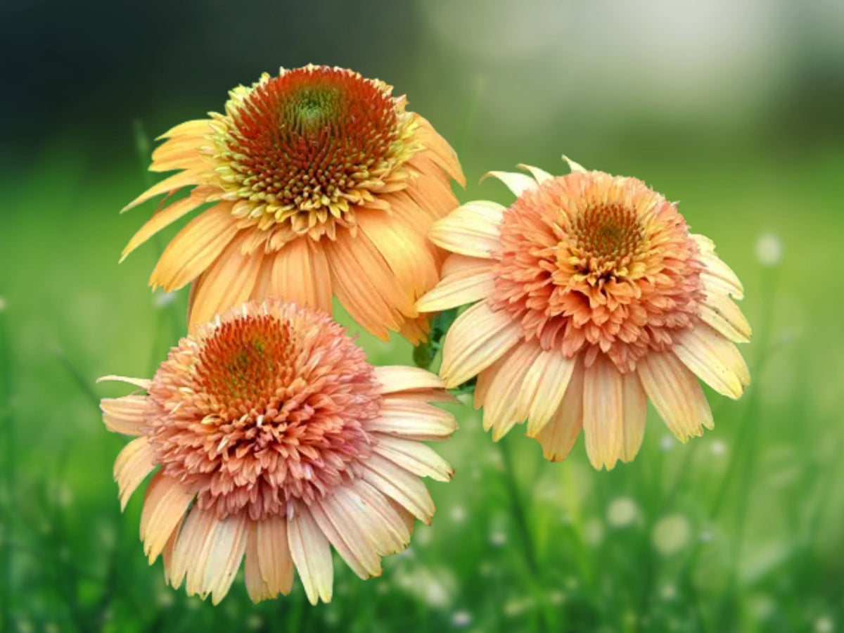 50 Hula Dancer Coneflower Seeds - Echinacea Perennial Flower Seeds