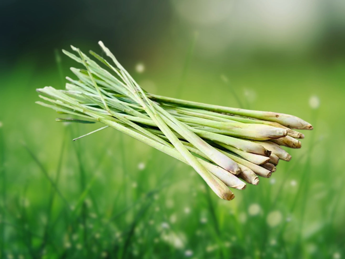 800+ Lemongrass Seeds | Lemon Grass | Cymbopogon citratus | Fresh, Non-GMO Herb Seeds