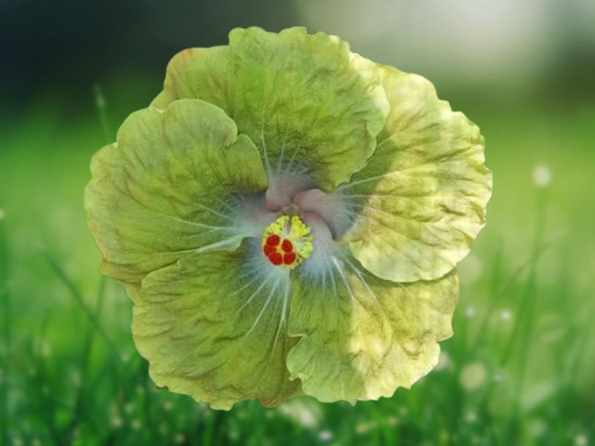 20 Green Hibiscus Seeds – Perennial Flower Seeds for Planting