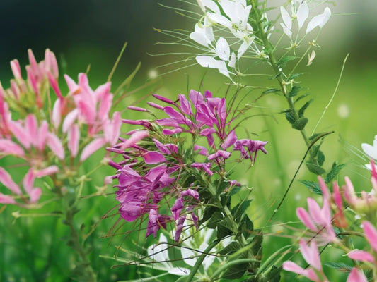 100 Queen Mix Cleome Spinosa Spider Flower Seeds - Annual Perennial Garden Plant