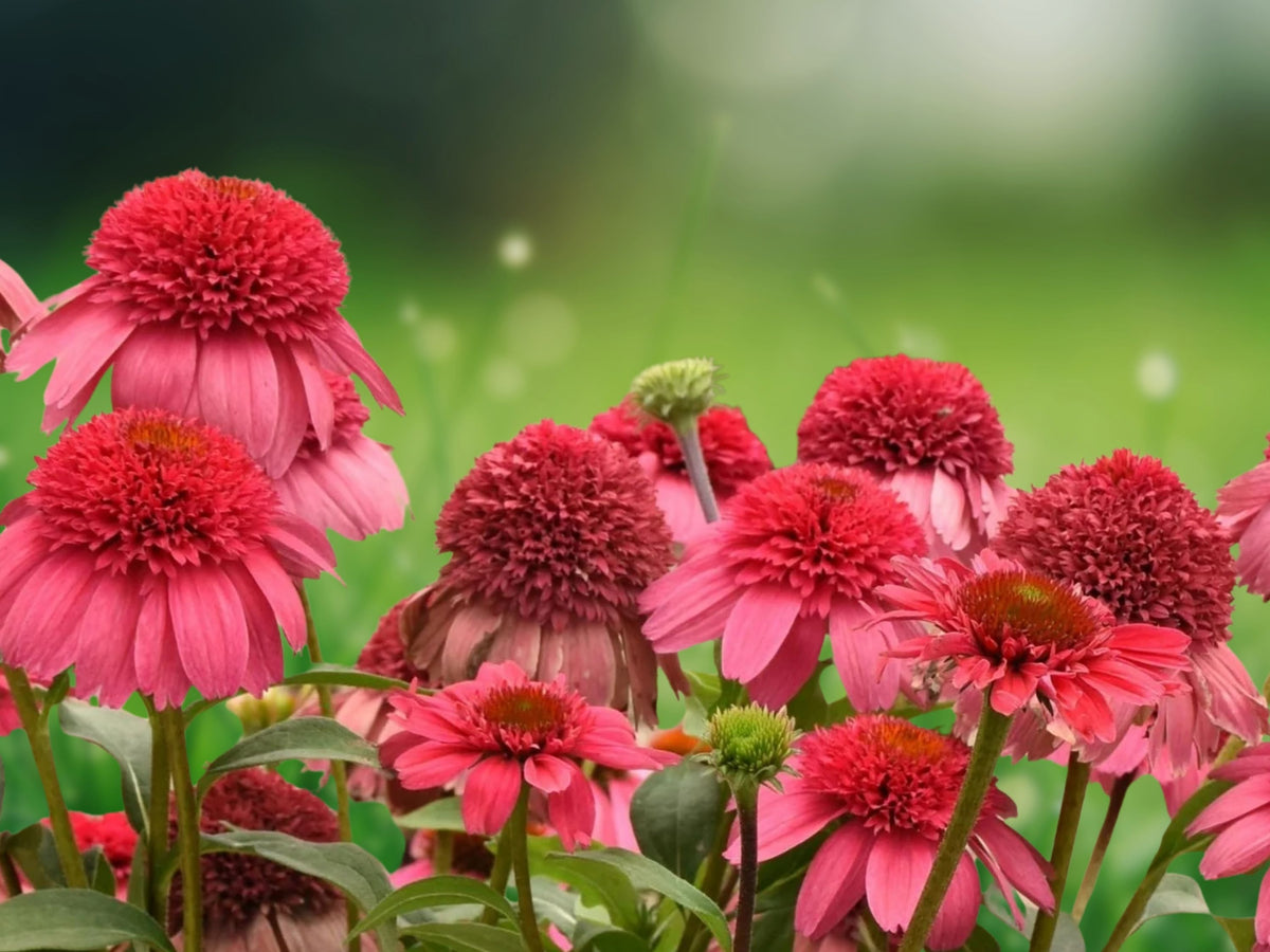 50 Lakota Coneflower Seeds - Echinacea Perennial Flower Seeds