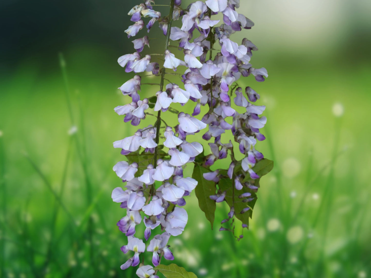 5 Seeds Lavender Wisteria Vine Climbing Flower Perennial