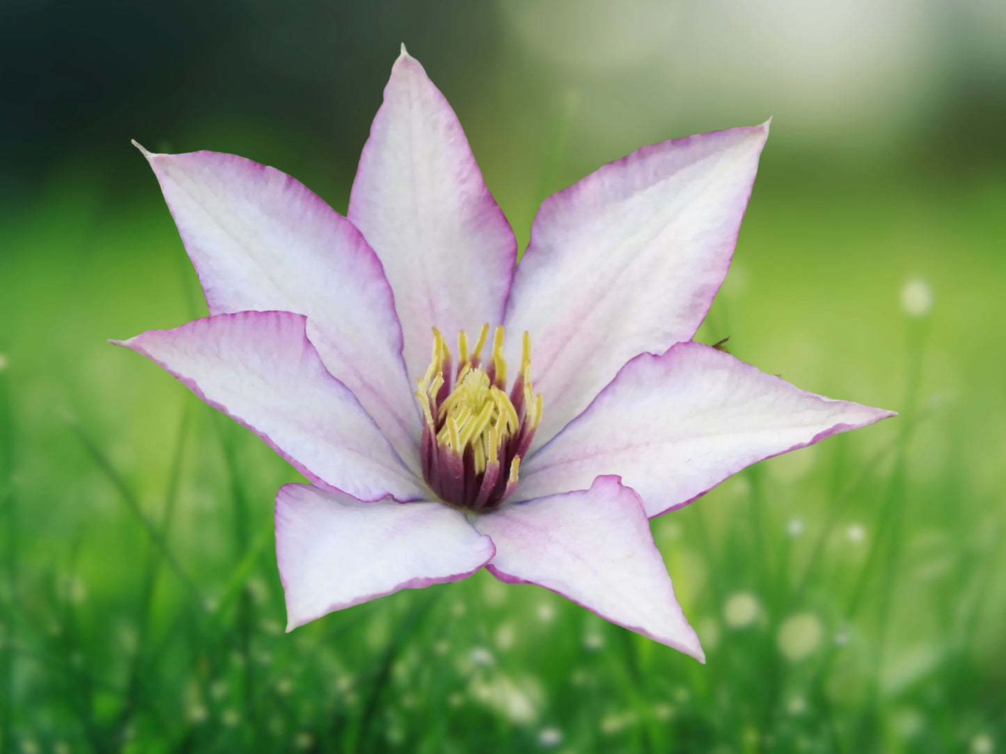 25 Sammi Jo Clematis Seeds - Climbing Perennial Vine with Plumeria-Like Blooms