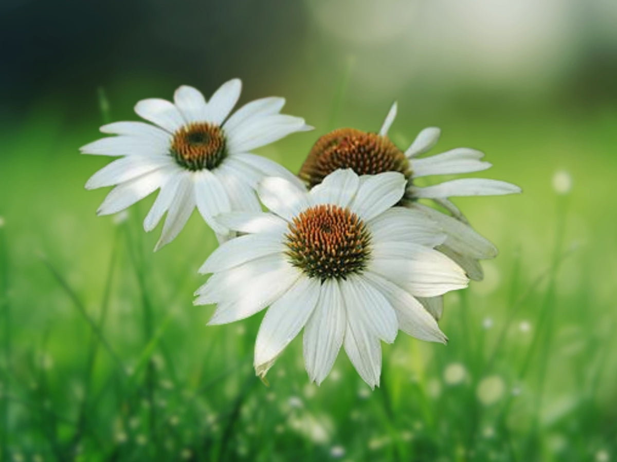 50 White Coneflower Seeds - Echinacea Perennial Flower Seeds for Planting