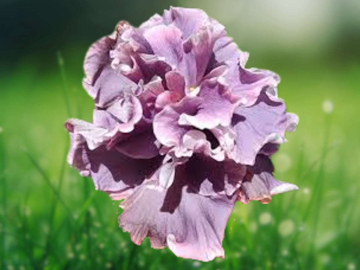 20 Double Pink Gray Hibiscus Seeds – Perennial Flower Seeds for Planting