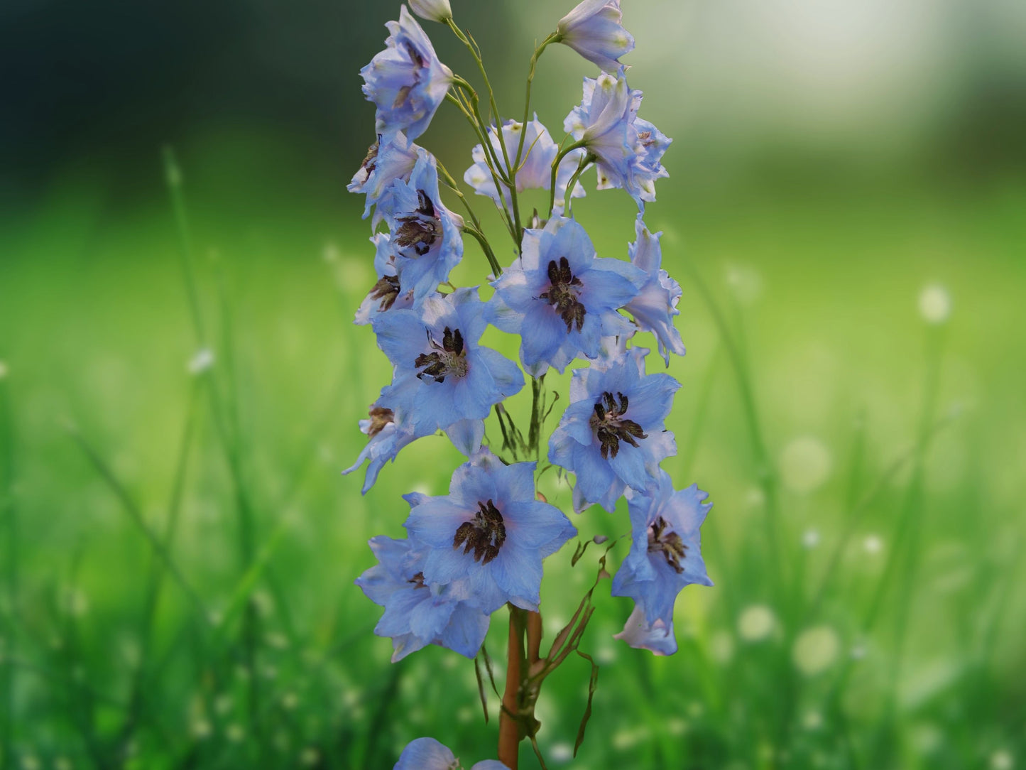 50 Moonlight Blues Delphinium Seeds Perennial Flower Garden Seed