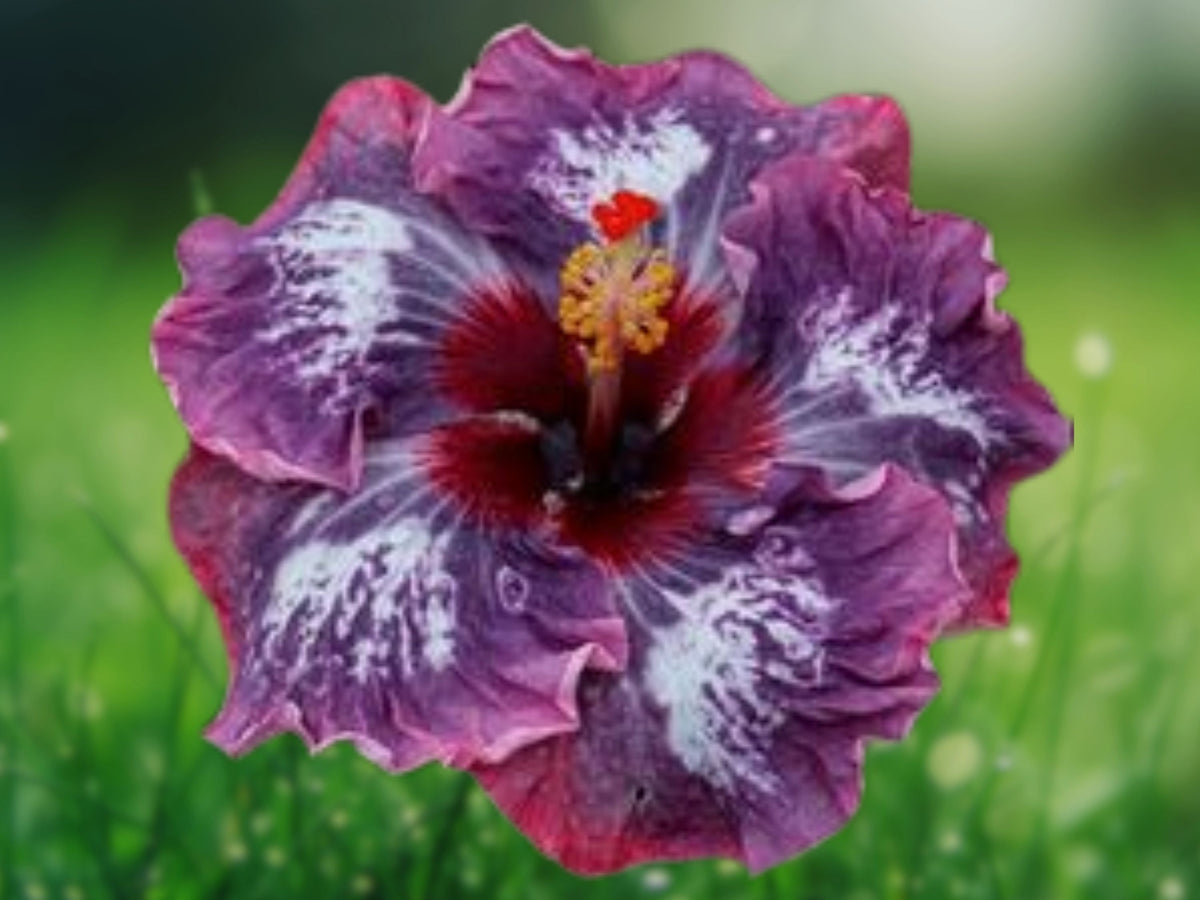 20 Dark Purple Pink Hibiscus Seeds for Planting – Perennial Flower Seeds