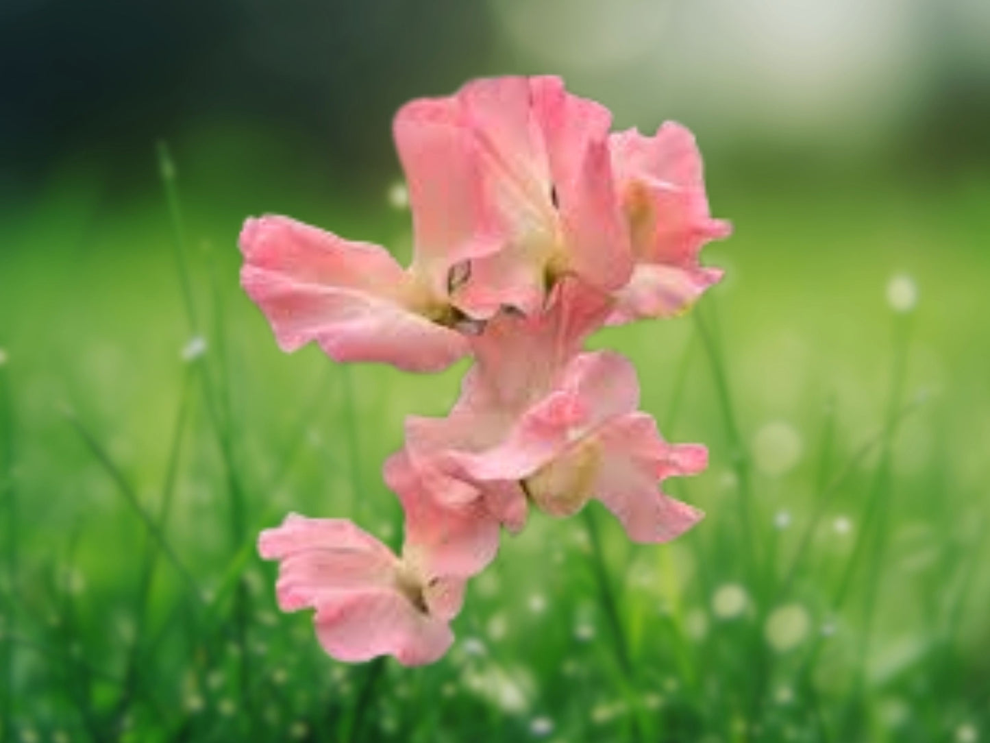 25 Heaven Scent Sweet Pea Seeds - Fragrant Annual Flower, Attracts Bees & Butterflies