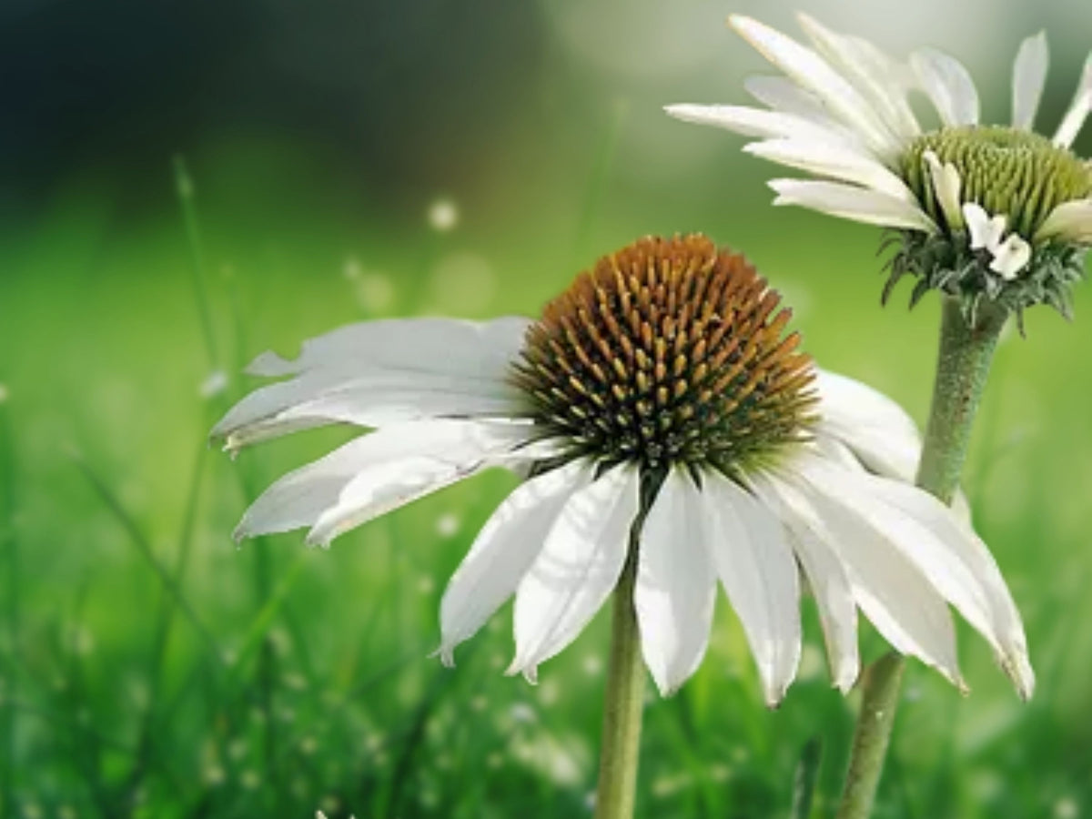50 Baby White Coneflower Seeds - Echinacea Perennial Flower Seeds