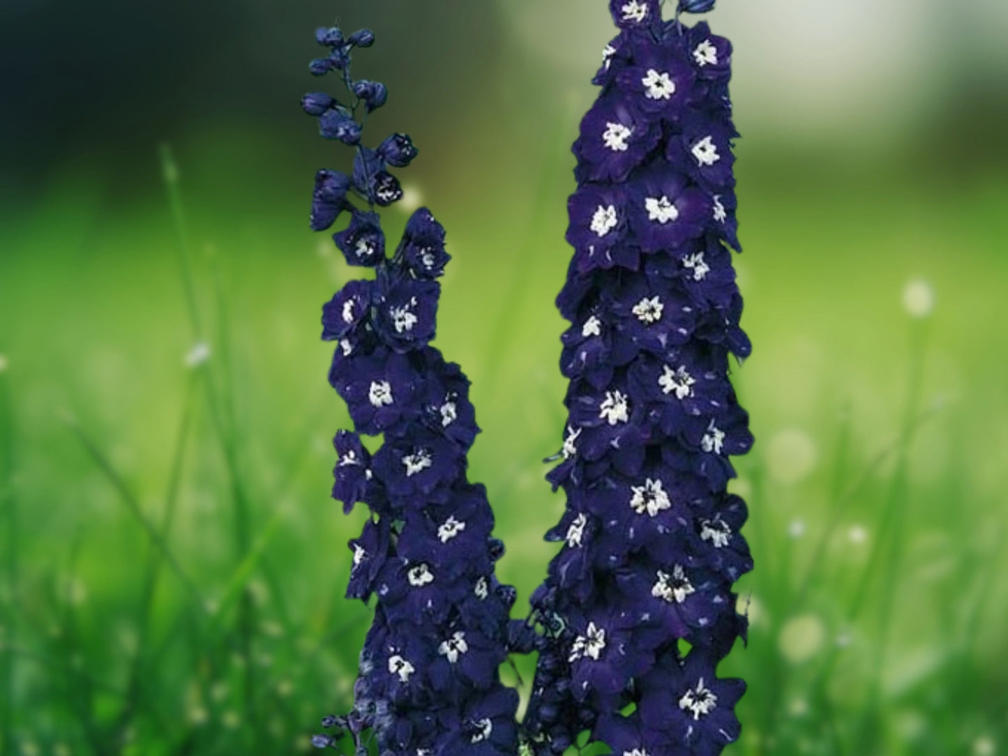 50 Dark Blue Delphinium Seeds Perennial Garden Flower Bloom