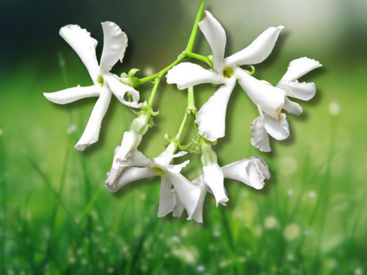 2 Confederate Star Jasmine 10" Tall Live Plants~Extremely Fragrant Climbing Vine Fast Shipping