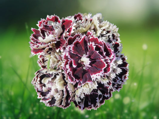100 Seeds Double Pink Purple Mix Carnation Dianthus Flowers Perennial
