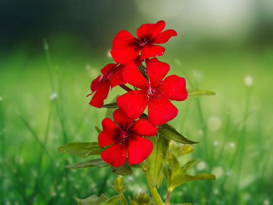 100 Red Scarlet Phlox Drummondii Flower Seeds