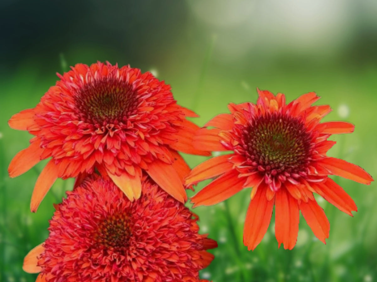 50 Moab Sunset Coneflower Seeds - Echinacea Perennial Flower Seeds