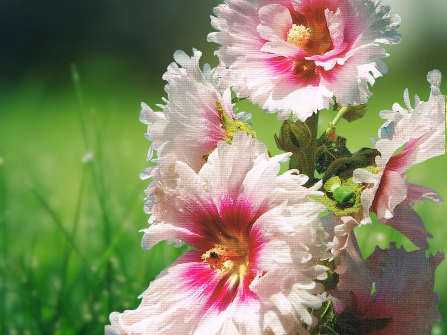 25 Seeds Hollyhock Pink White Perennial Giant Flower