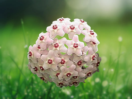 Variegated Tricolor Hoya Krimson Princess 5" Live Plant in 4" Pot Fast Shipping