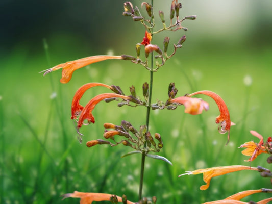 100 Orange Hyssop Seeds Agastache Perennial Flower Seed Flowers