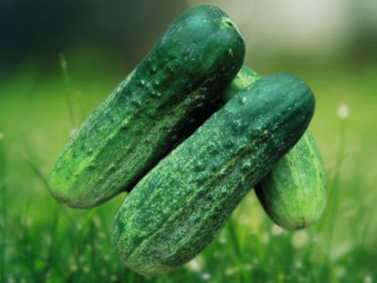Pioneer F1 Cucumber Seeds 100+ Count | NON-GMO Heirloom | Fresh Garden Seeds Fast Shipping