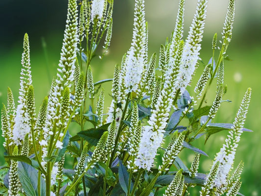 100 White Veronica Seeds Speedwell Royal Candle Flower Perennial Flowers