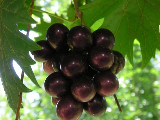 1 Plant Vitis 'Southern Home' Muscadine Hybrid Grape 4-6" Live Plant