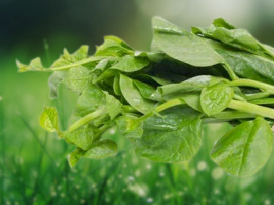 25 Malabar Spinach Seeds | Basella Alba | Ceylon Vine | Heat-Loving Leafy Green