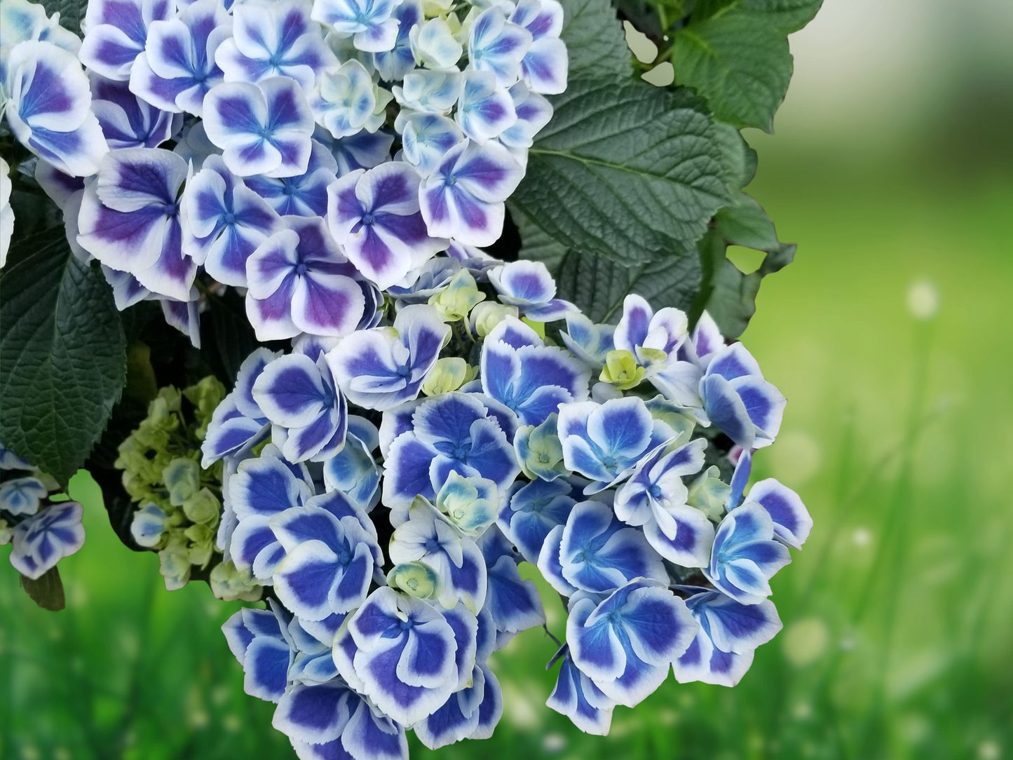 5 Seeds Mars Hydrangea Perennial Flowering Shrub Hardy Garden Plant