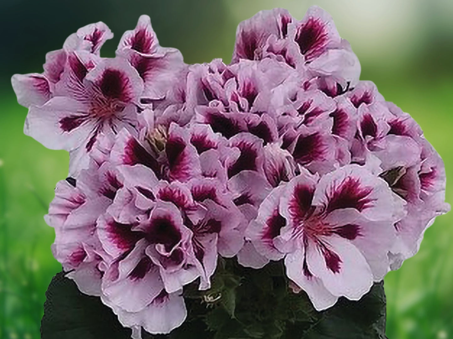 10 White Purple Geranium Seeds Perennial Flower Mix