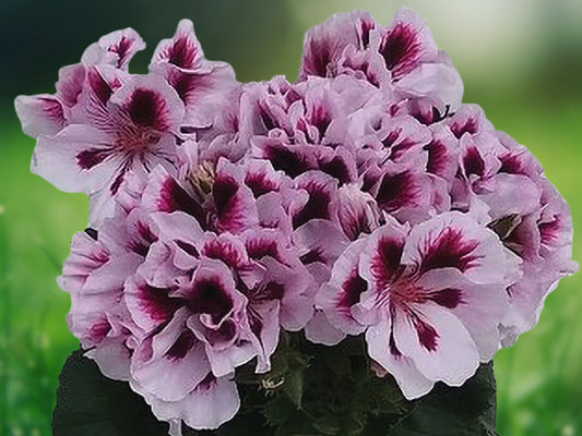 10 White Purple Geranium Seeds Perennial Flower Mix