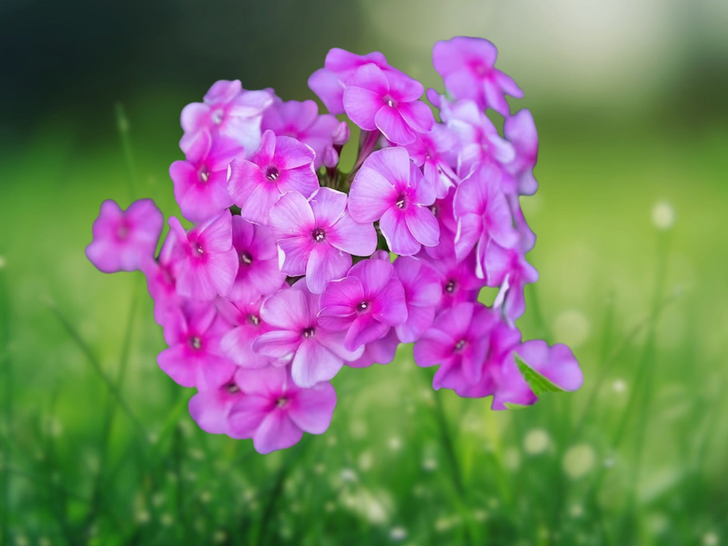 50 Ruby Phlox Seeds Flower Perennial Seed Flowers Bee Butterfly