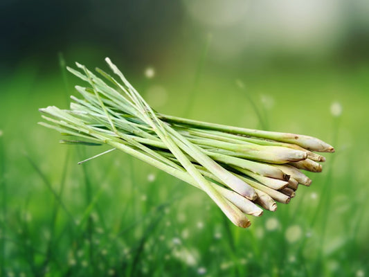 1000 Lemongrass Seeds | Heirloom Lemon Grass | Non-GMO | Culinary Herb | Fresh Seeds for Planting