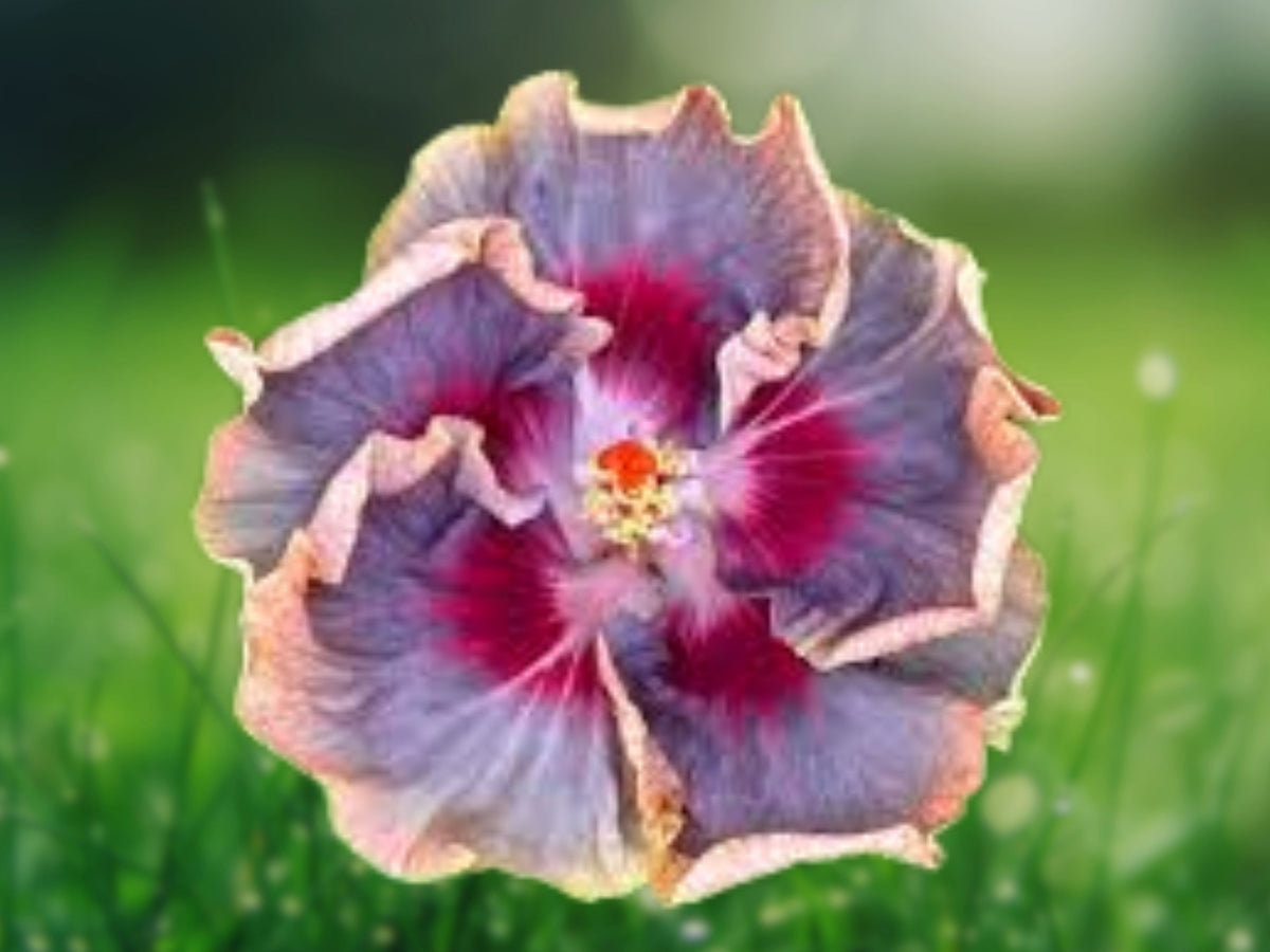 20 Blue Pink Purple Hibiscus Seeds – Perennial Flower Seeds for Planting