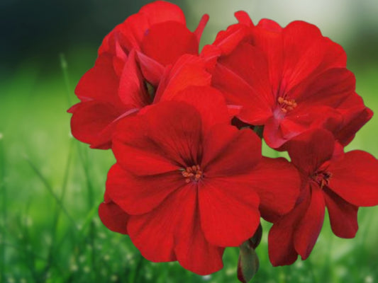 10 Seeds Red Geranium Perennial Flowers Bright Red Blooms Container Garden Easy to Grow