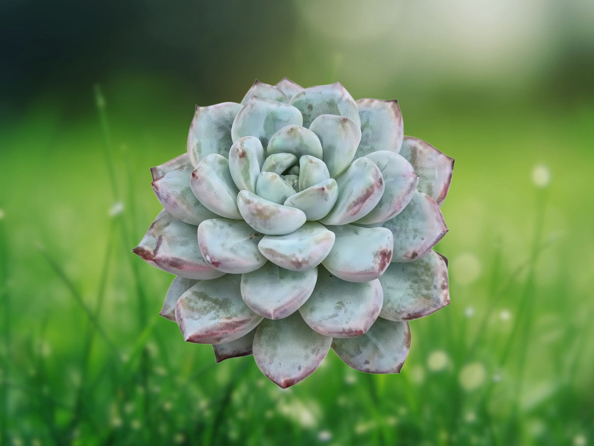 Echeveria sp. Grey Succulent Plant in 2 Inch Pot