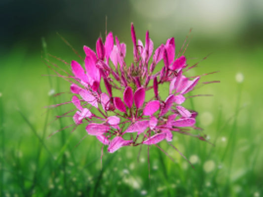 100 Raspberry Spider Seeds - Cleome Spinosa Perennial Flower
