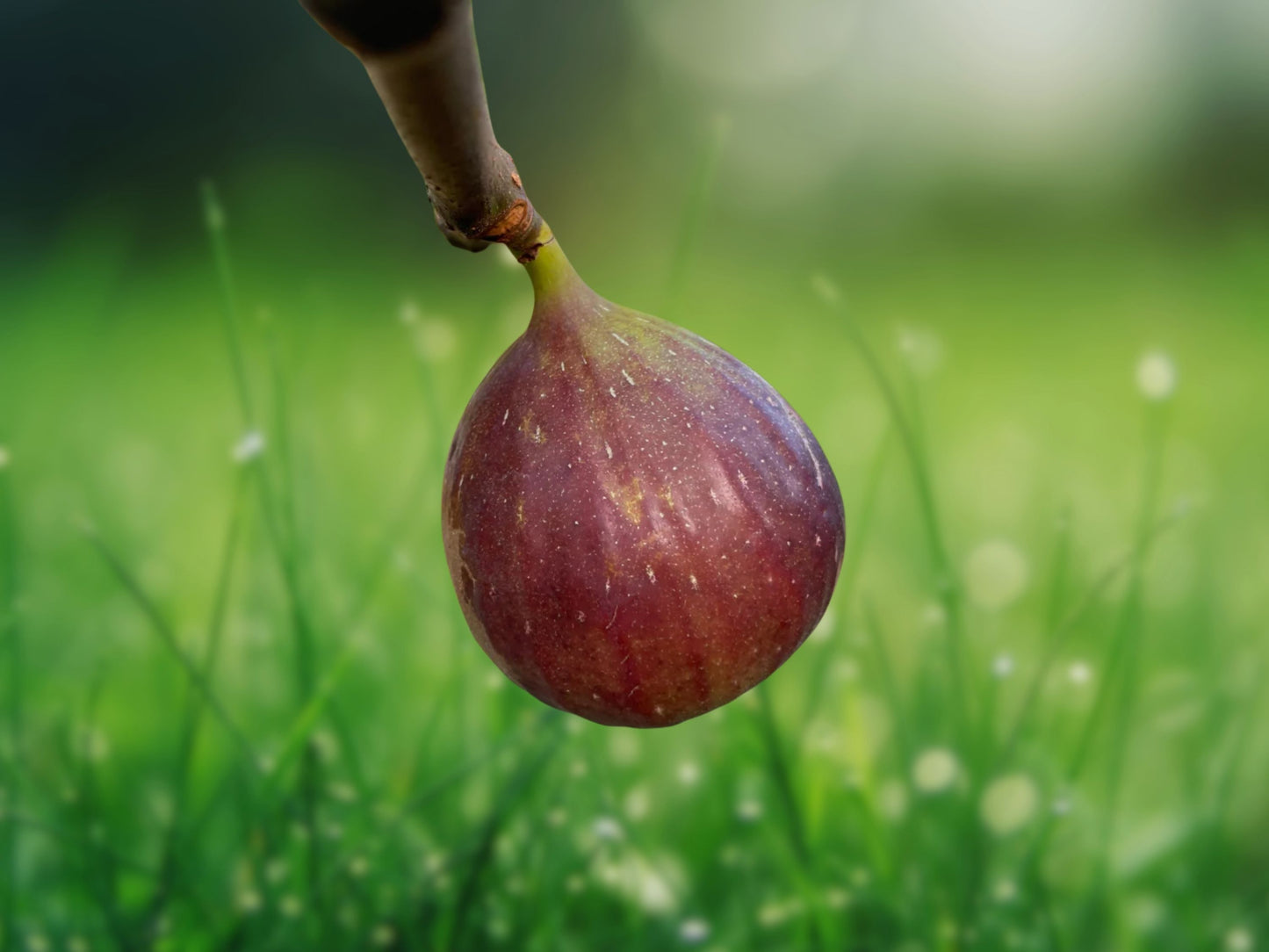 Fig Tree 'Olympian' - Fruiting Fig Tree - Ficus Carica - 1 Live Plant
