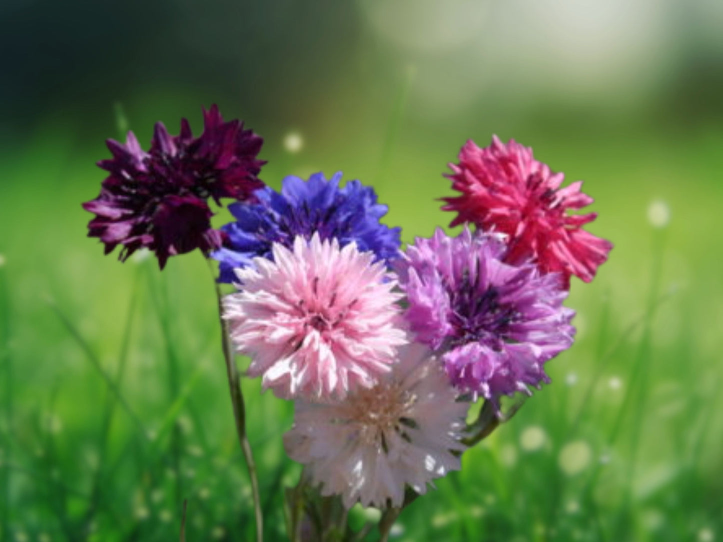 50 Dwarf Mix Bachelor's Button Seeds Annual Flower Flowers