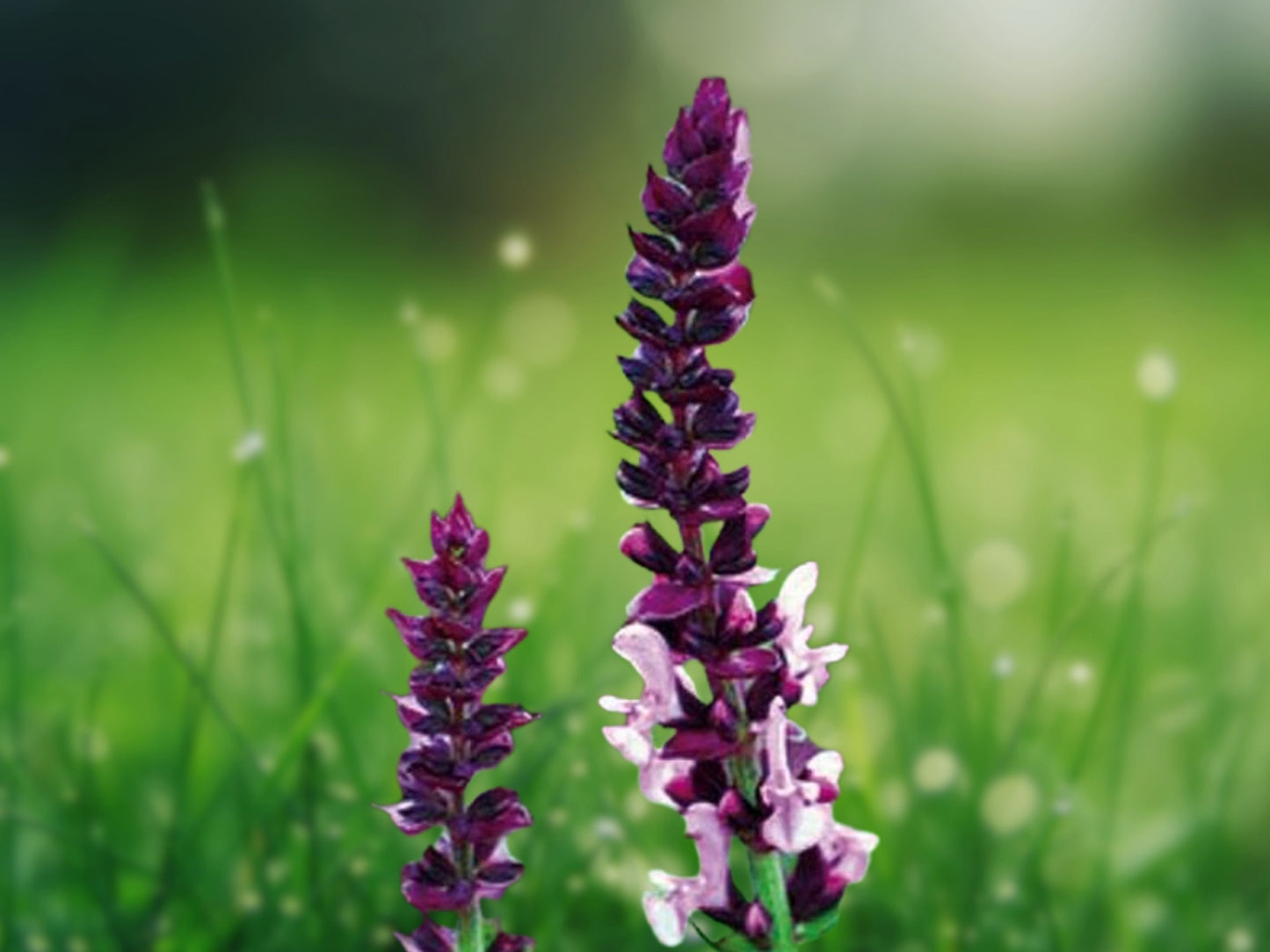 50 Pink Purple Salvia Seeds Flower Seed Perennial Flowers Hummingbird