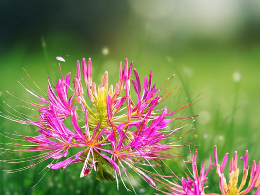 100 Jazzberry Spider Seeds | Cleome Spinosa | Annual Flower Garden Plant