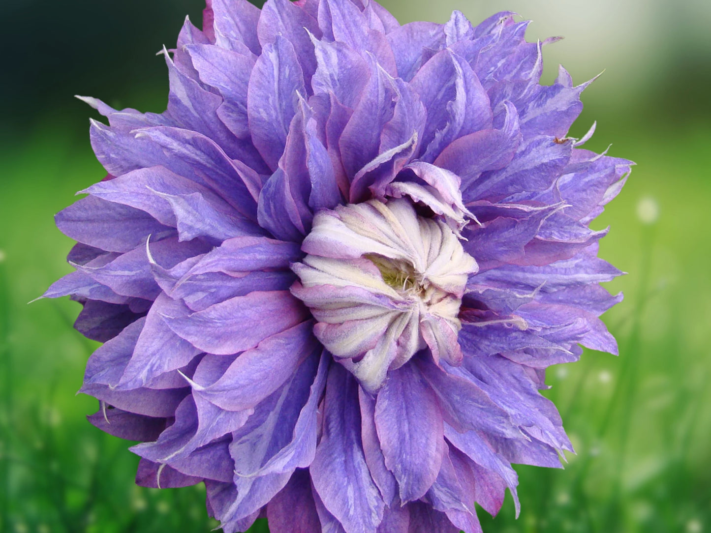 25 Double Purple Clematis Seeds Perennial Flower Vine Climber Garden Plant