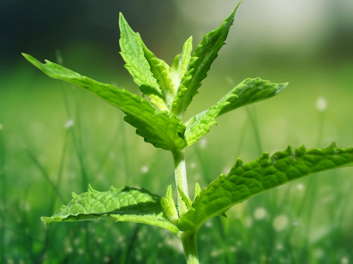 50 Stevia Seeds | Stevia rebaudiana | Organic Sweet Leaf Herb | Natural Sugar Substitute | USA Grown