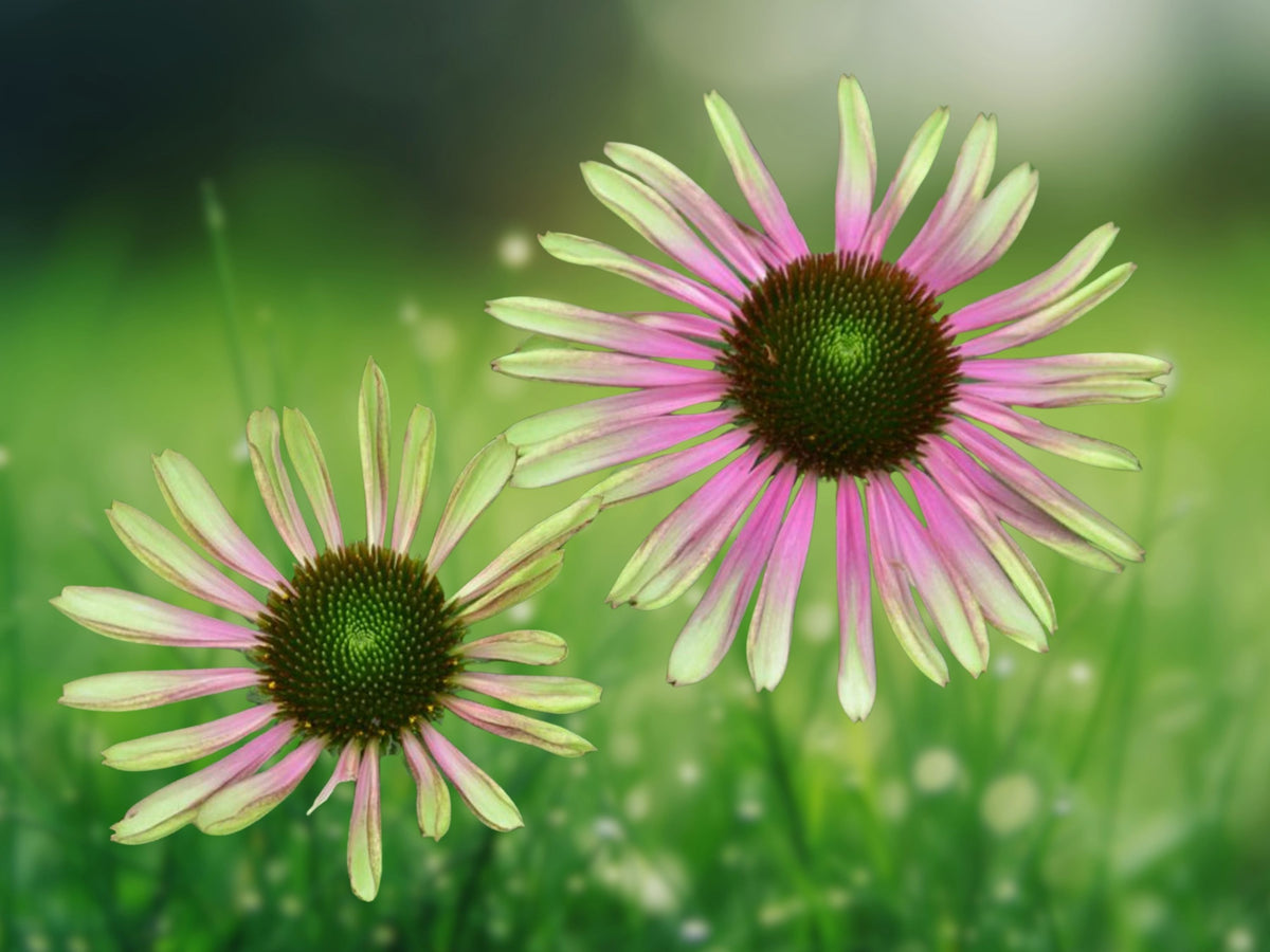50 Green Envy Coneflower Seeds - Echinacea Perennial Flower Seeds for Planting