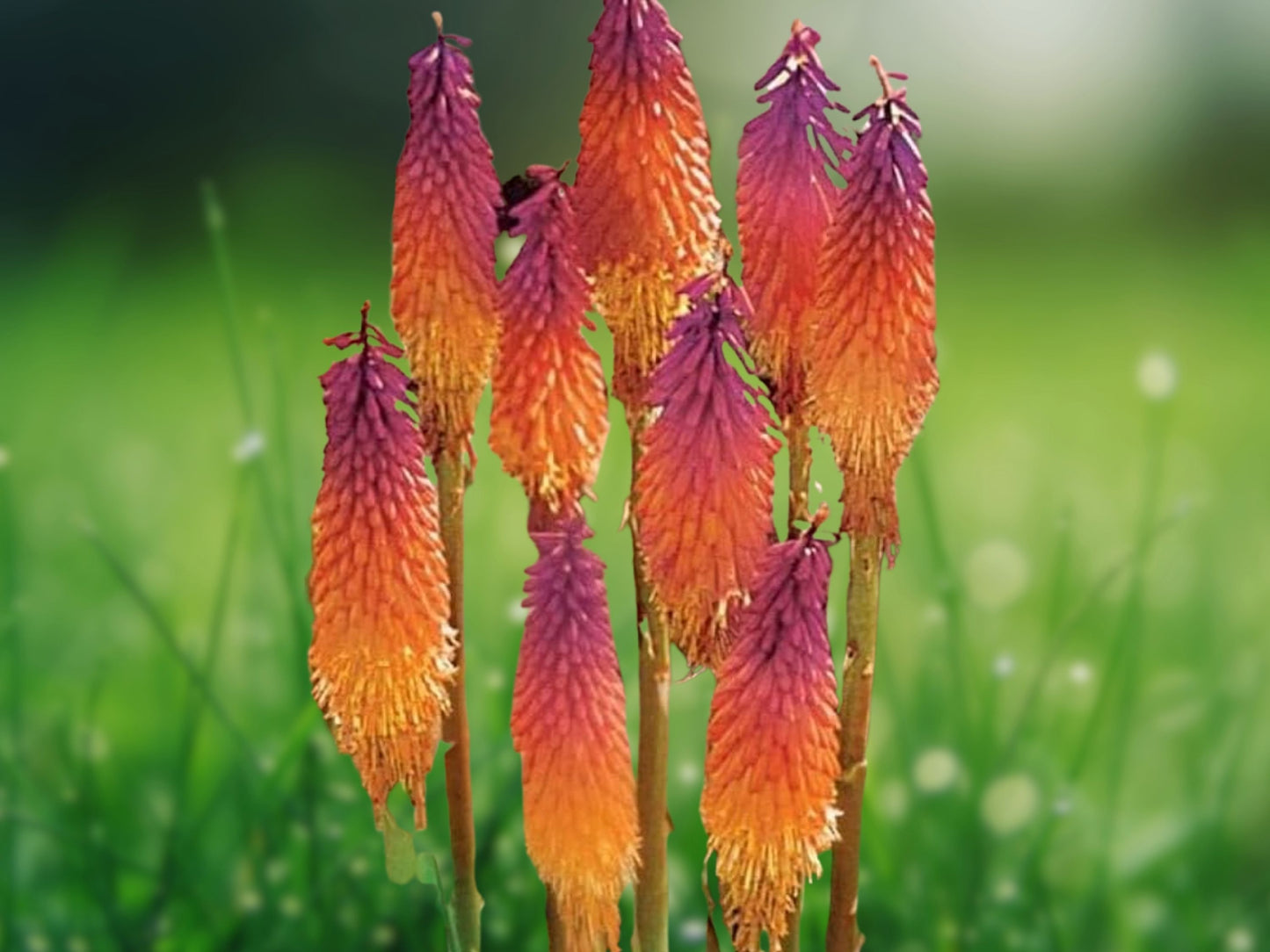 25 Seeds Orange Purple Kniphofia Red Hot Poker Torch Lily Perennial Flower