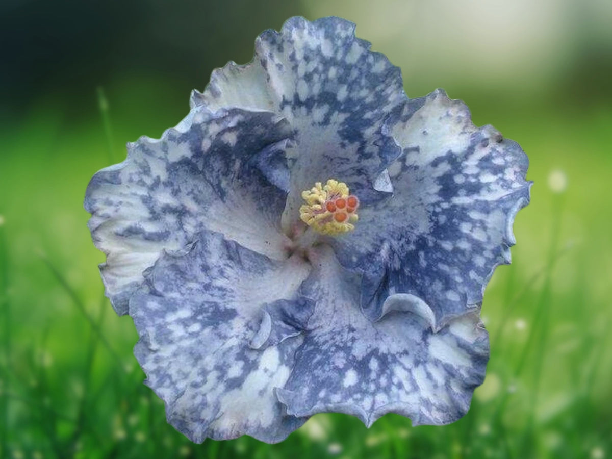 20 Silver White Hibiscus Seeds – Perennial Flower Seeds for Planting