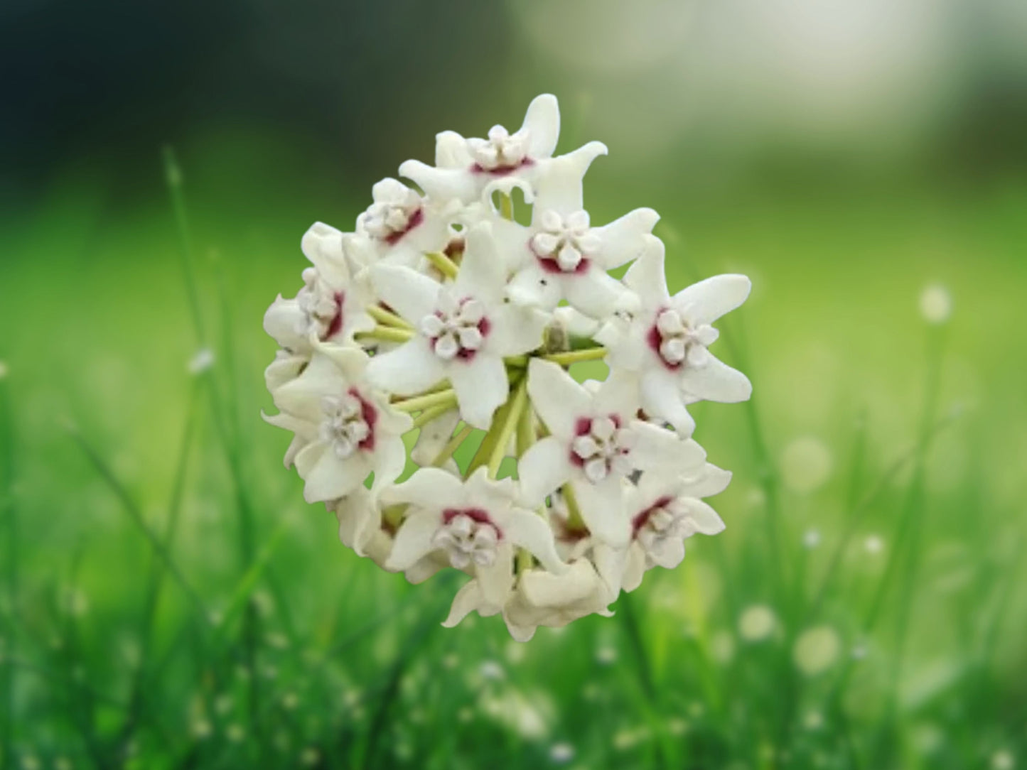 Hoya Australis Vine Wax Flower Live Plant 5" Tall Fast Shipping