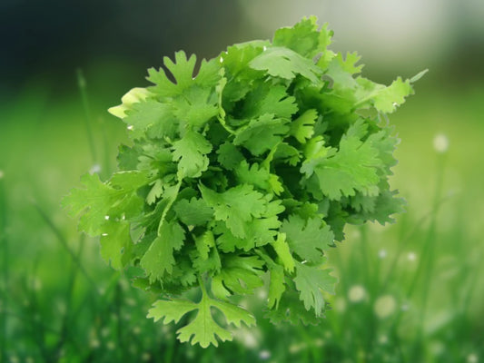 100 Cilantro Coriander Seeds Split Variety - Mexican & Oriental Cuisine Herb, Fast Growing