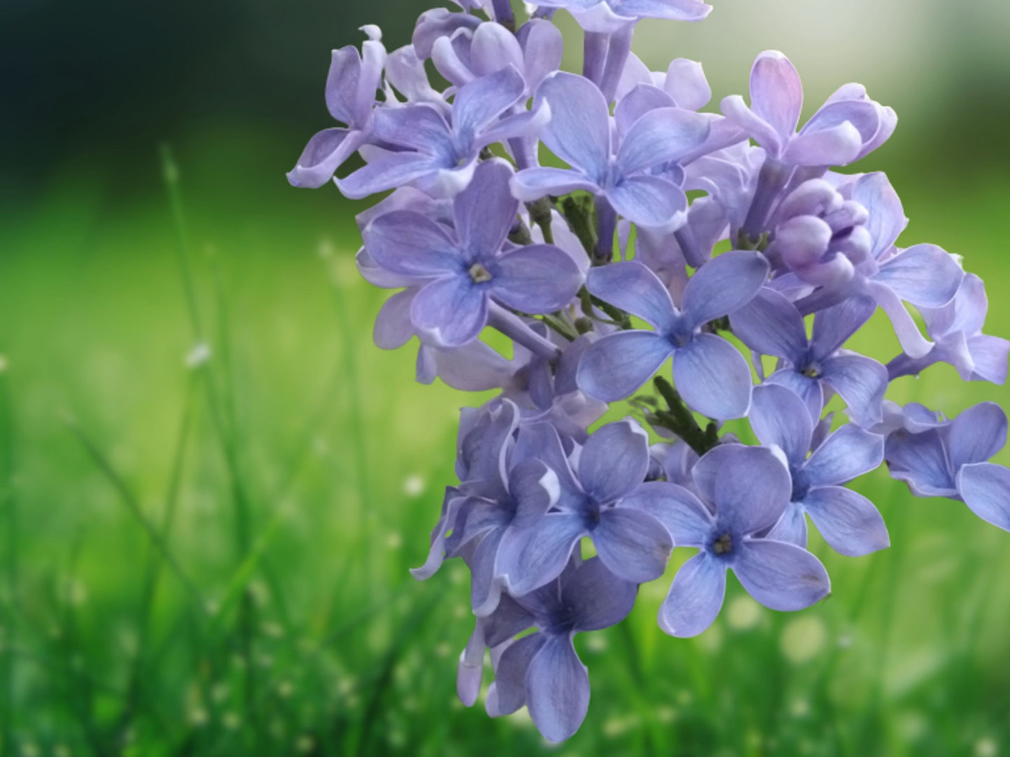 25 Seeds Wonderblue Lilac Fragrant Flowering Tree Perennial