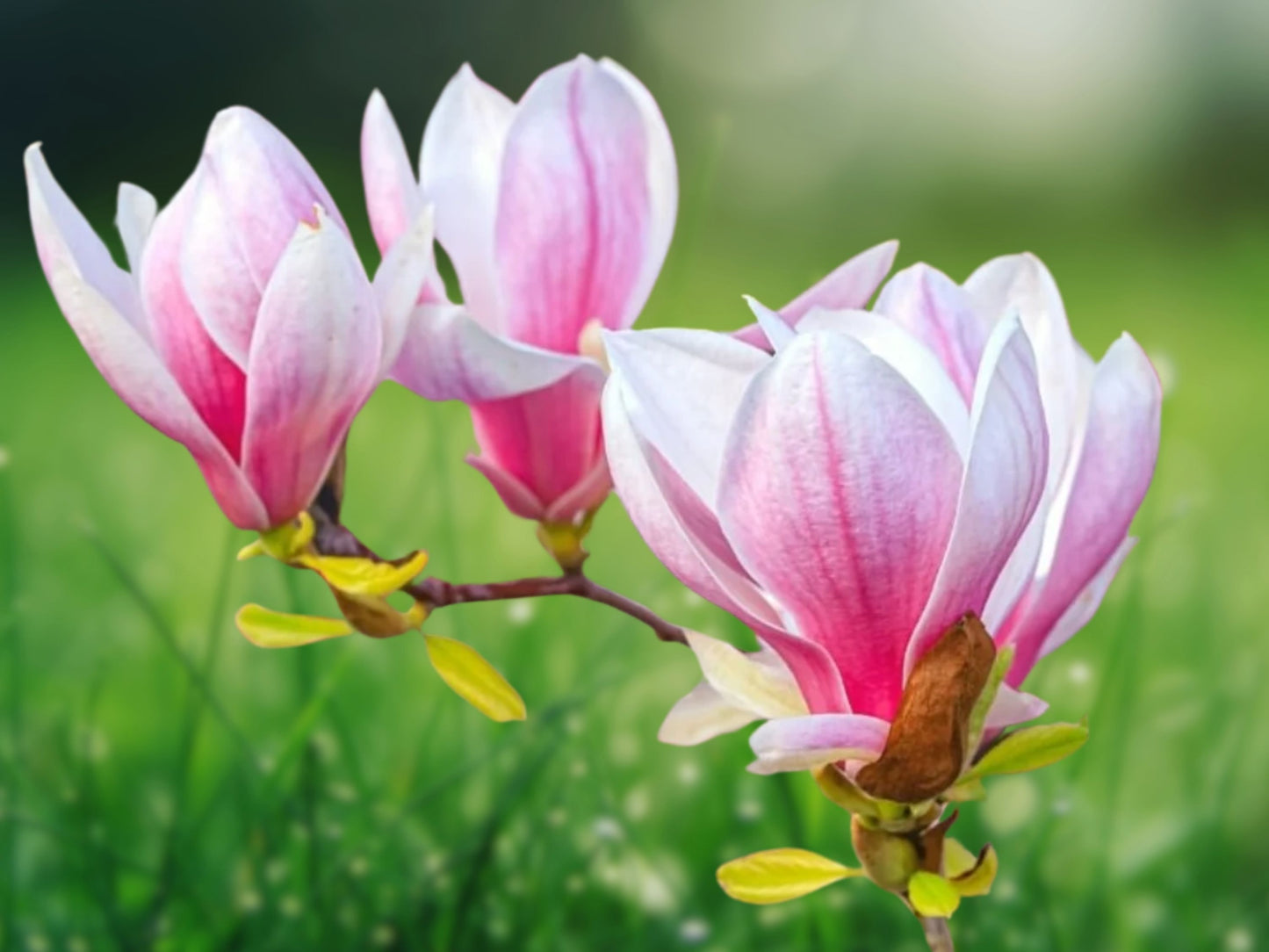 5 Seeds Flowering Chinese Magnolia Lily Flower Tree Fragrant Tulip