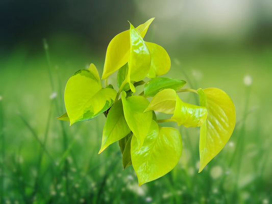 Neon Pothos Live Plant 4" Pot - Vibrant Green Houseplant Fast Shipping