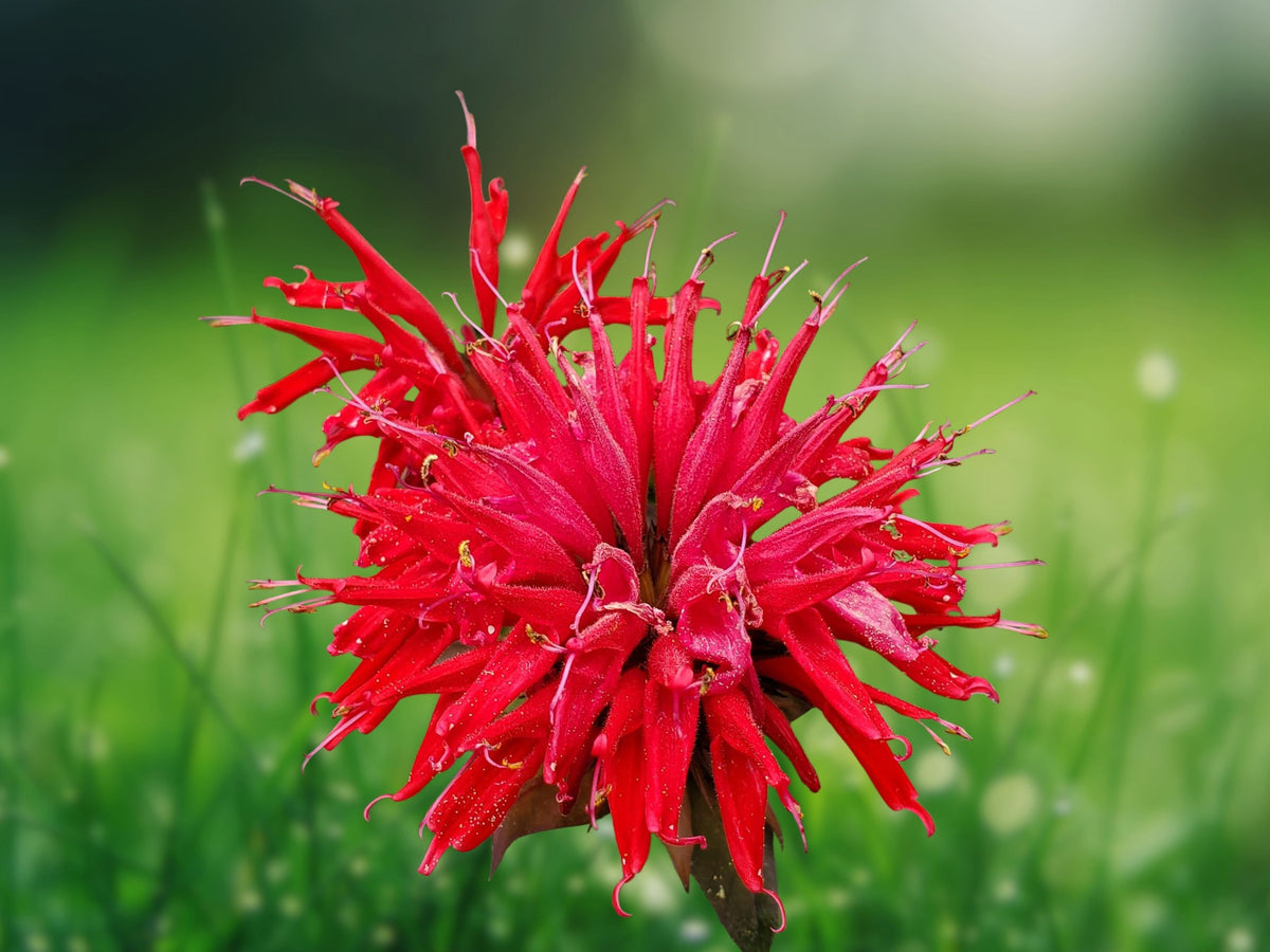 100 Berry Bee Balm Seeds - Hummingbird Flower for Planting